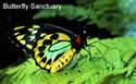 Butterfly Sanctuary