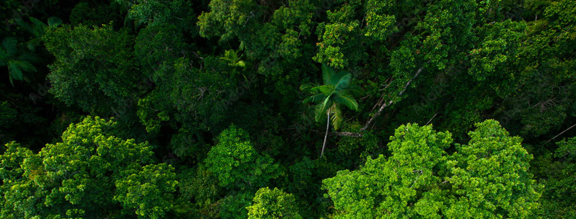 World Heritage-listed rainforest