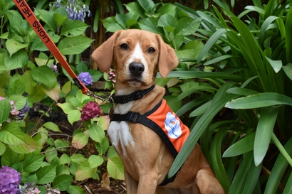 A Lions Hearing Dog wearing an identifying coat and lead